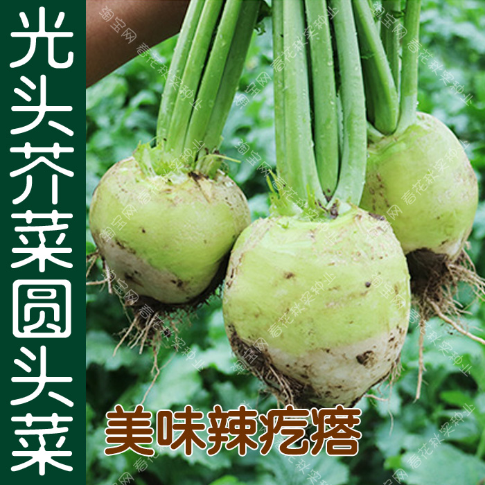 腌芥菜头