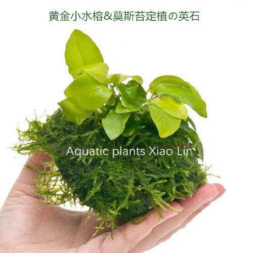 黄金小水榕莫斯苔の定植英石活体真水草鱼缸造景装饰生态瓶草