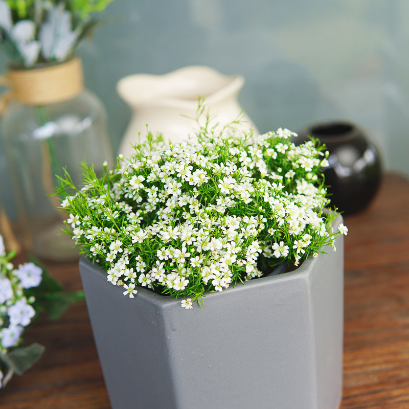 满天星盆栽花苗阳台庭院多年生草花爆花机器新手易养草花苗