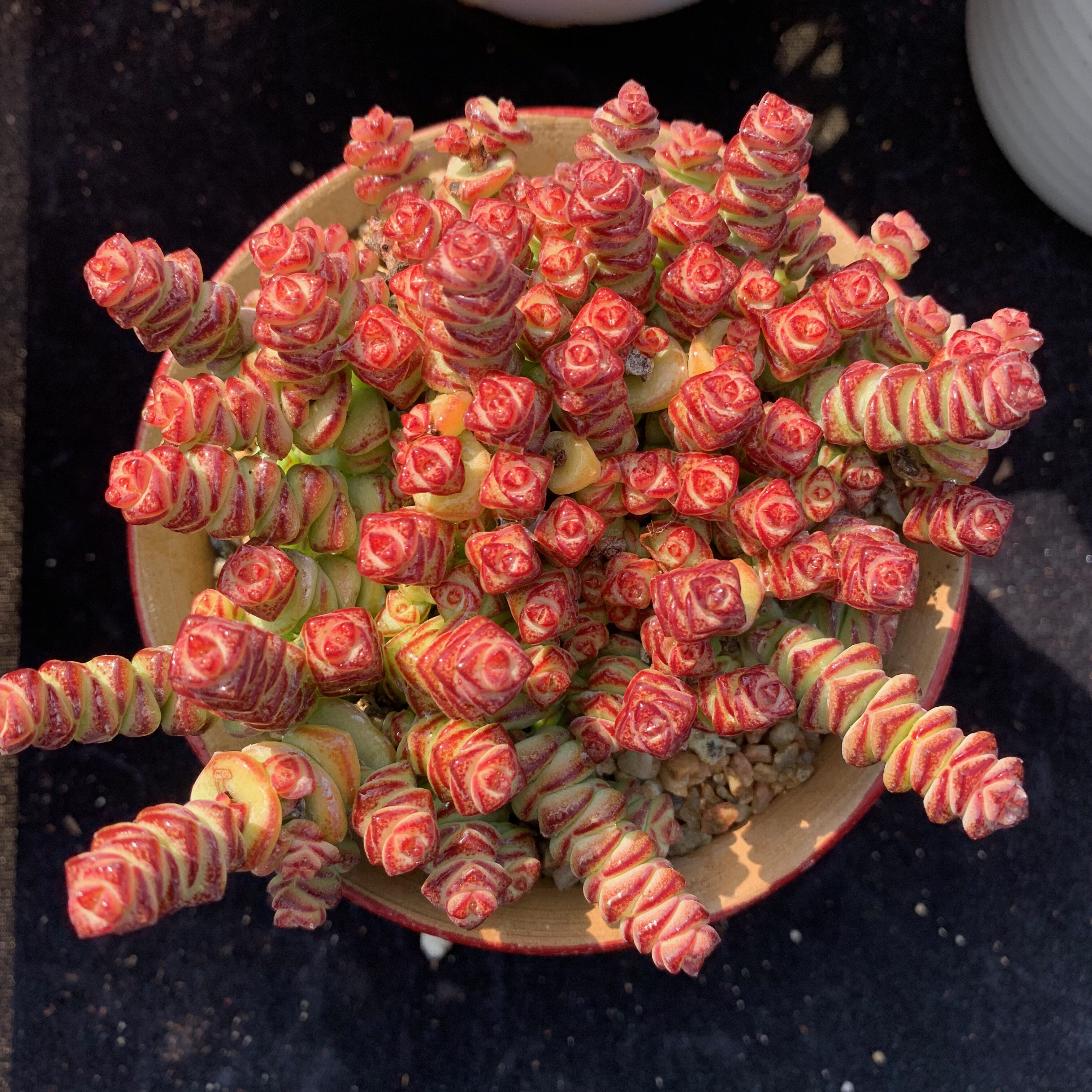 钱串多肉一物一拍 小叶钱串红钱串 群生多头叶植庭云南多肉