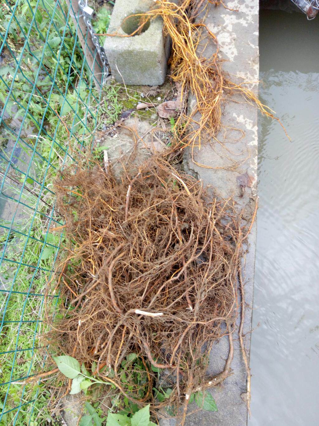 新鲜无花果根包邮 现挖现发无花果树根自产自销半斤装,全年热销