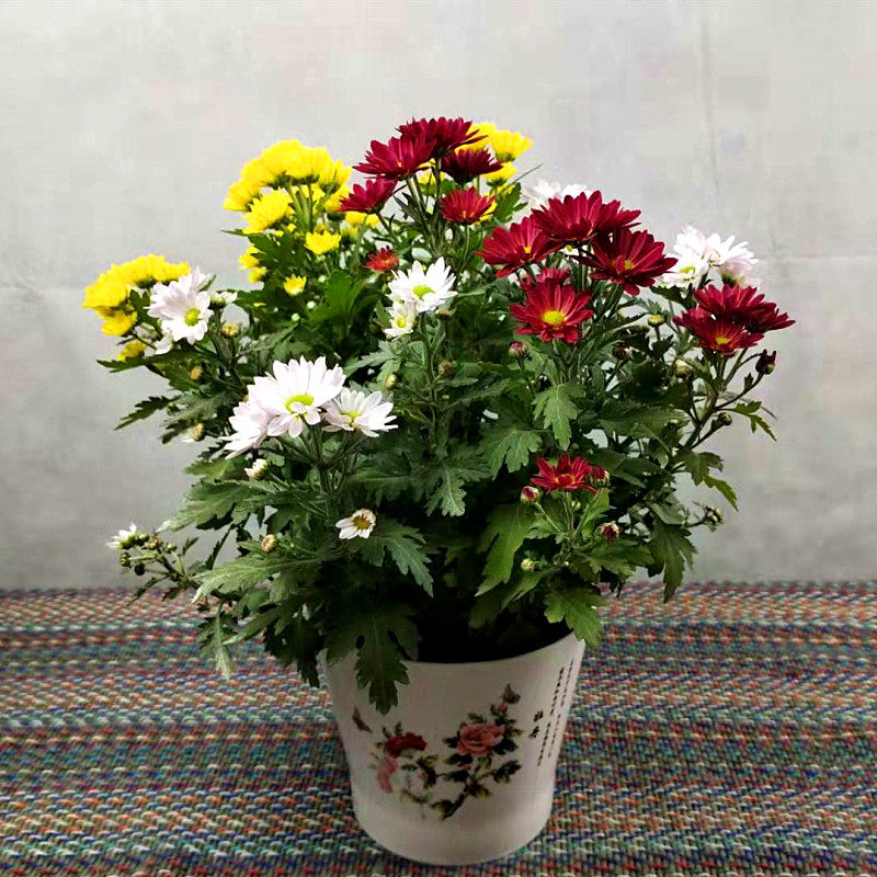 热销多头菊花苗_荷兰菊花盆栽鲜花盆栽花卉绿植菊花苗室外盆栽小雏菊