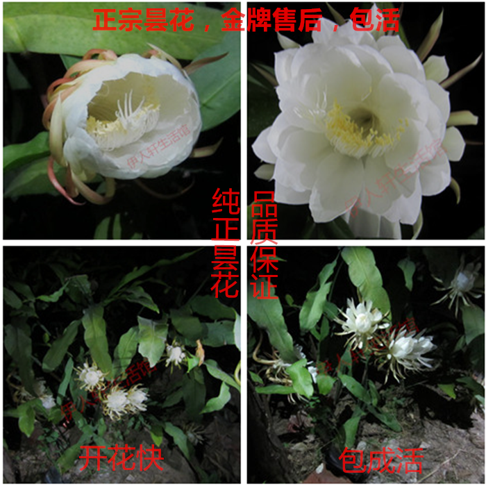 昙花苗琼花苗扦插苗昙花盆栽月下美人 正宗纯白花带根须大苗