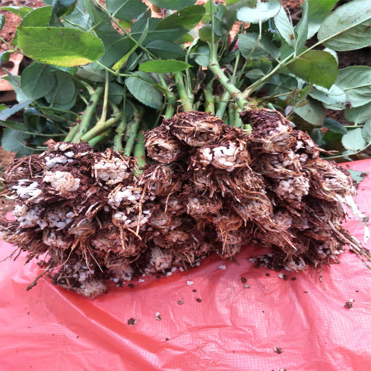 基地多品种切花玫瑰花苗 多头狂欢泡泡月季苗 食用玫瑰苗50棵优惠券