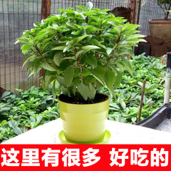 水培留兰香薄荷阳台庭院绿植食用新鲜香草植物调酒甜品装饰莫吉托