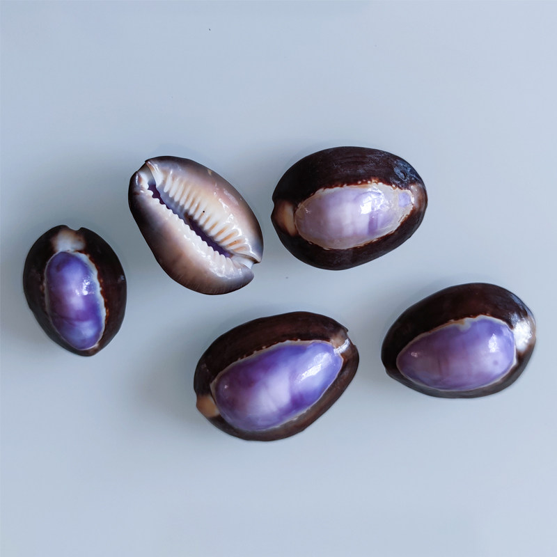 海螺贝壳紫黑宝螺2-3厘米鱼缸造景家居装饰摆件拍摄道具礼物礼品