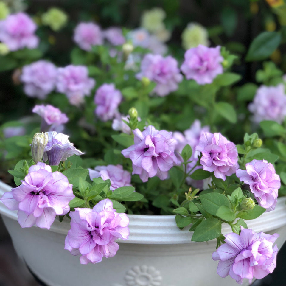 月美花卉 进口矮牵牛盆栽 重瓣冰淡紫伊丽莎白四季开花养护简单