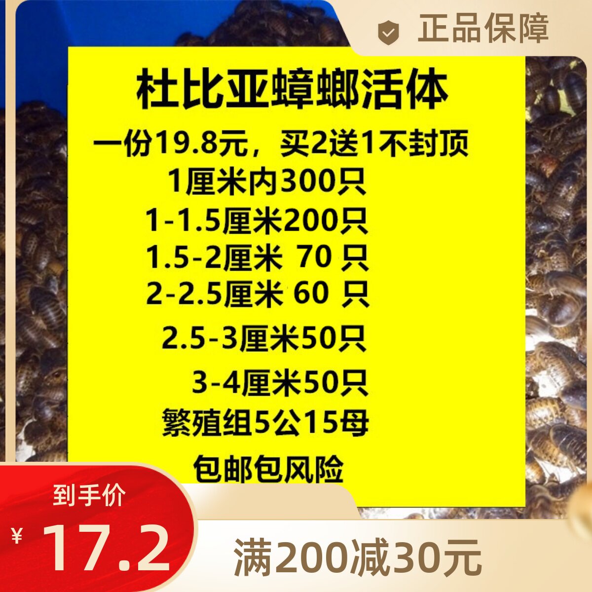 包邮杜比亚蟑螂爬宠饲料蜥蜴守宫鬃狮龙鱼活体粮包活包风险包售后