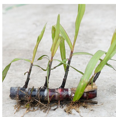 苗芽-特价促销-优惠券领取-价格|多少钱|什么牌子好-35优惠券网站