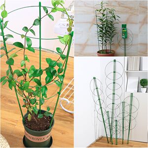 球兰苗爬藤支架盆栽植物固定 藤蔓花架爬藤架铁艺花架花支柱