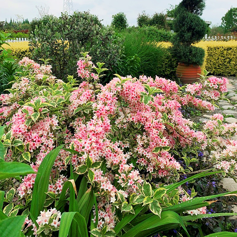 海蒂的花园 成都总店的优惠券大全—海蒂的花园 锦带好养很耐寒庭院