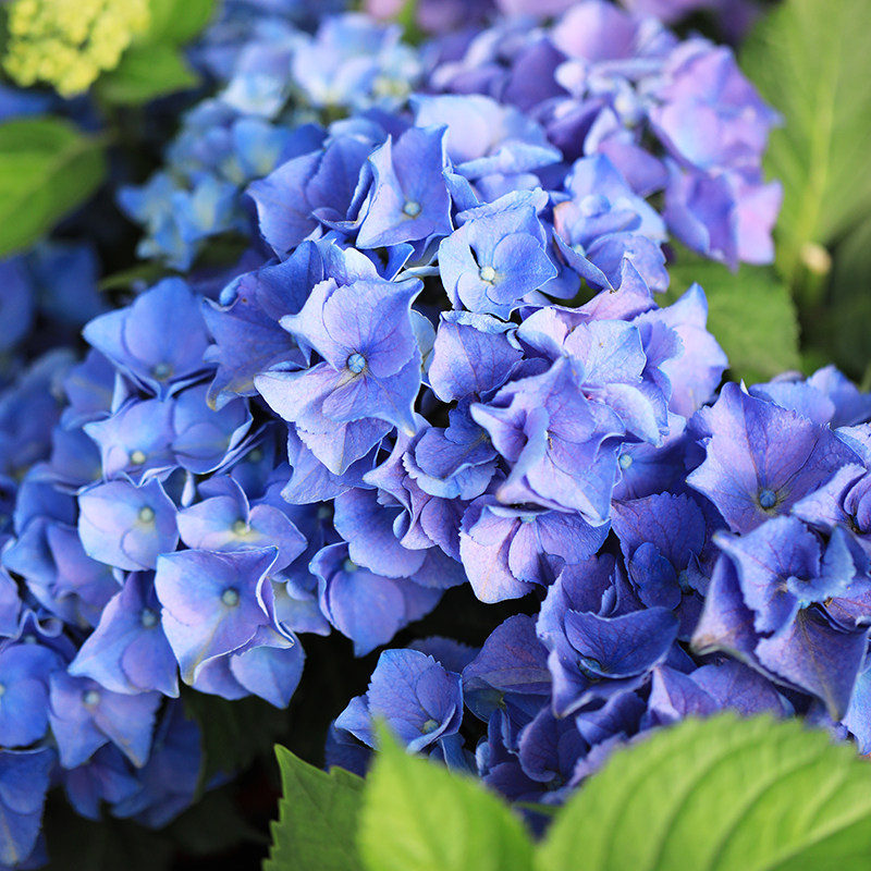 海蒂花园绣球花苗早之蓝大植株紧凑切花品种绣球/木绣球/木本植物