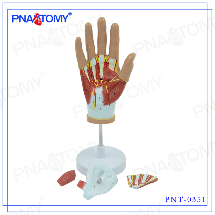 人手肌肉附血管神经模型手掌部解剖模型手骨模型U运动系统手关节