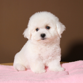 幼犬泰迪金毛柯基二哈比熊,幼犬泰迪金毛柯基二哈比熊图片,价格,配件