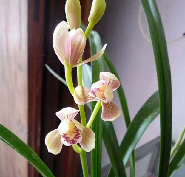 带花苞 粉荷 四季兰建兰荷瓣 粉红