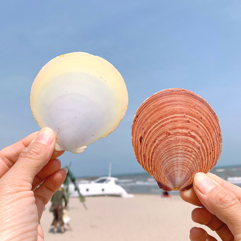天然贝壳海螺日月贝鱼缸造景水族装饰幼儿园儿童彩绘创意制作摆件