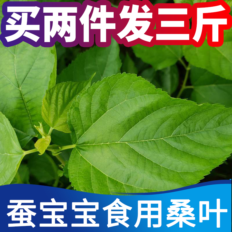 新鲜桑叶喂蚕现摘桑树叶学生养蚕套装鲜嫩食物大小蚕卵蚕宝宝饲料