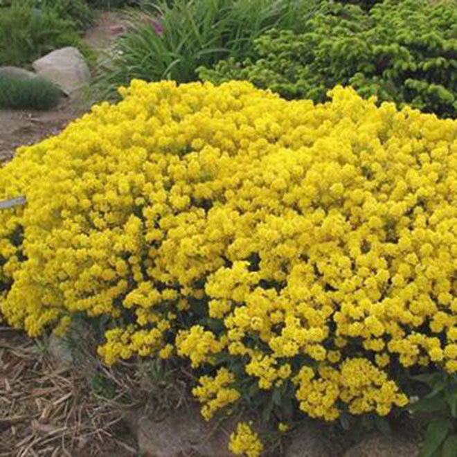 岩生庭荠种子 多年花卉种子 岩石花园庭院植物花卉