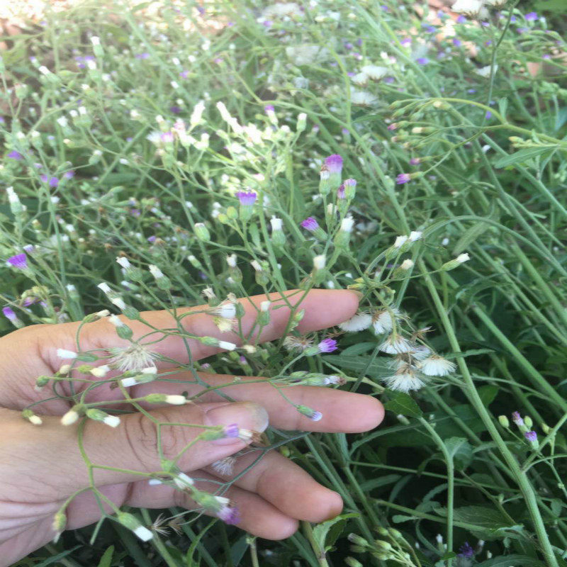 广西山草药夜香牛夜牵牛消山虎寄色草shang寒草现采发货