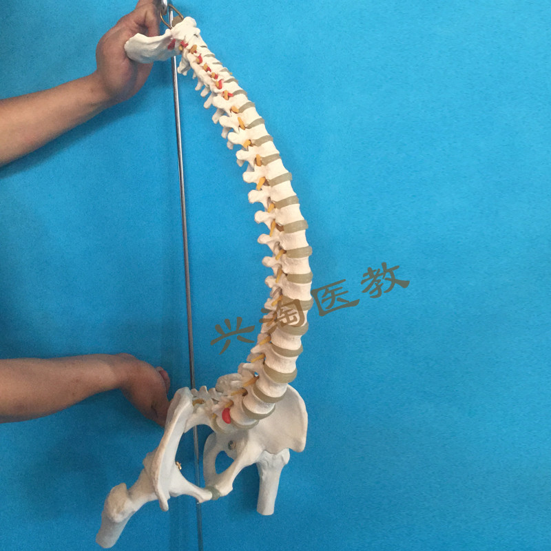 脊椎附骨盆和g半腿骨股骨头人体骨骼模型可弯曲全身脊柱仿真1:1
