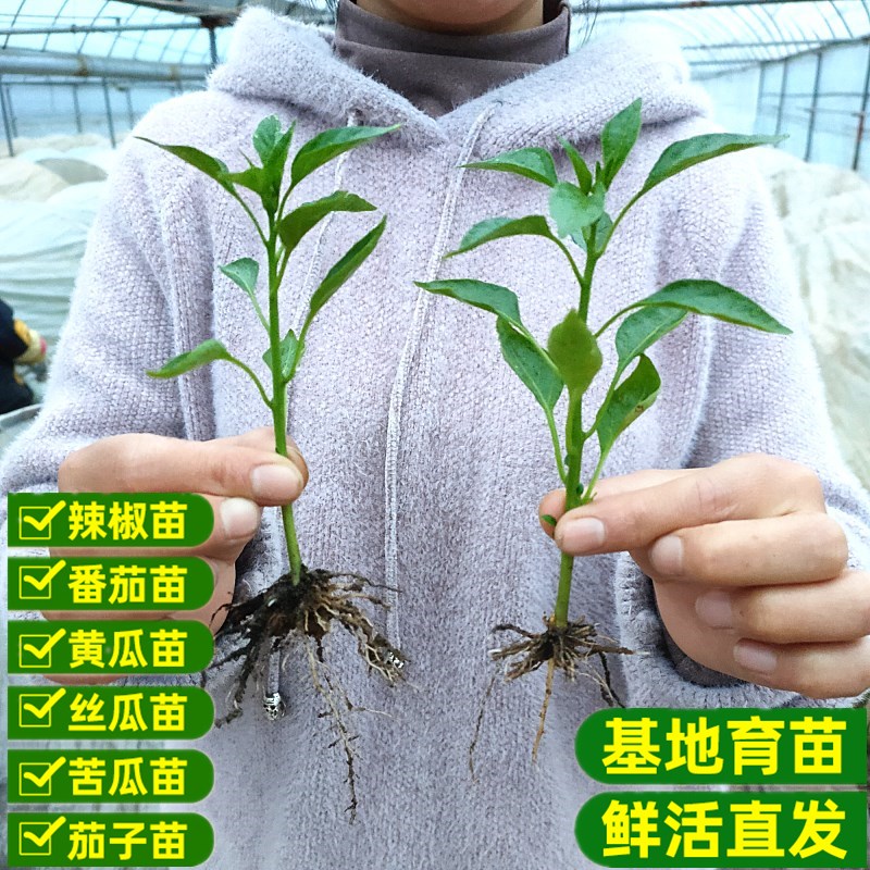 辣椒苗子薄皮椒朝天椒阳台盆栽四季种植西红柿茄子苗