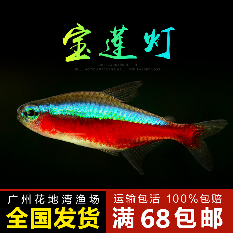 Tropical freshwater small-scale wild Lotus Lantern living thing Ornamental fish zebra Peacock Traffic lightsin the Pet/Pet food and supplies , Aqua World , Fish  category - from Buy2taobao.com to provide professional Taobao agent buy service