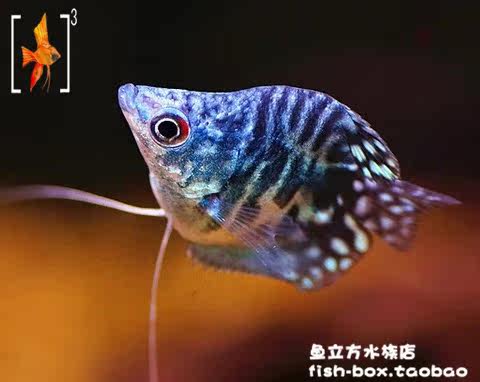 皮球曼龙鱼 球形蓝曼龙鱼 3cm左右 活体 热带鱼观赏鱼 草缸造景