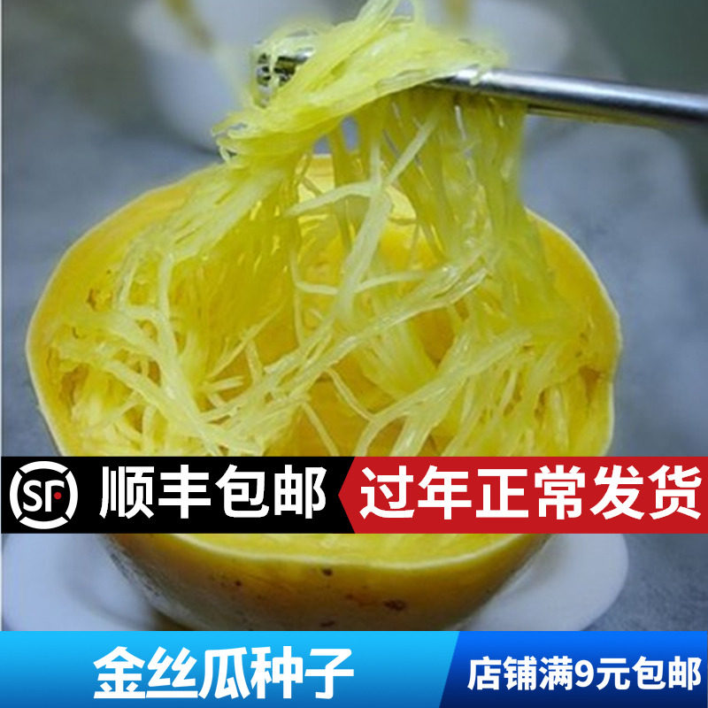 天然粉丝瓜金丝搅瓜种子阳台庭院四季春播南瓜蔬菜种子苗条瓜种籽