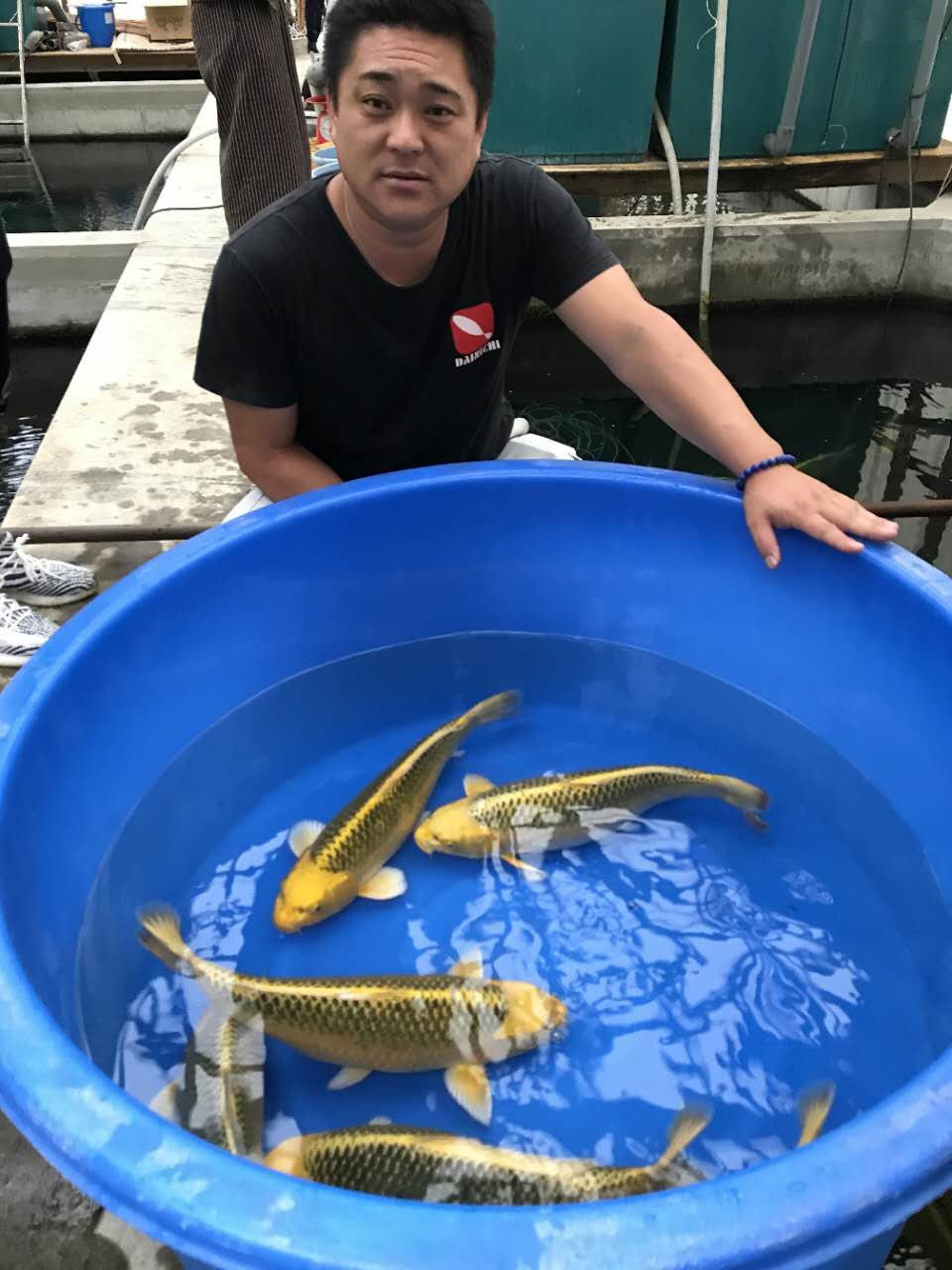 金松叶锦鲤