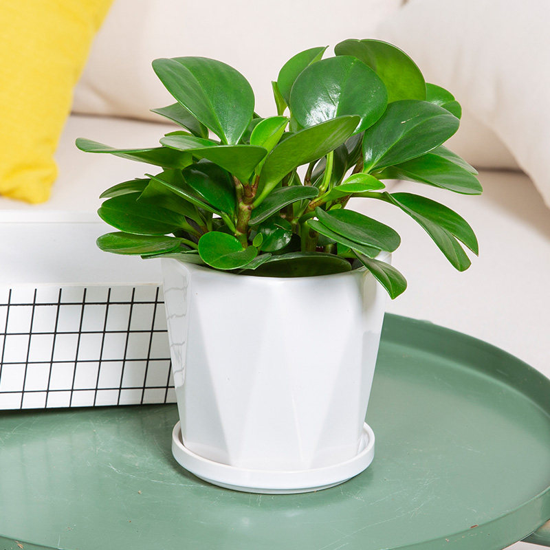 碧玉盆栽 豆辨绿盆景办公桌 台面小绿植净化空气常绿除甲醛小植物