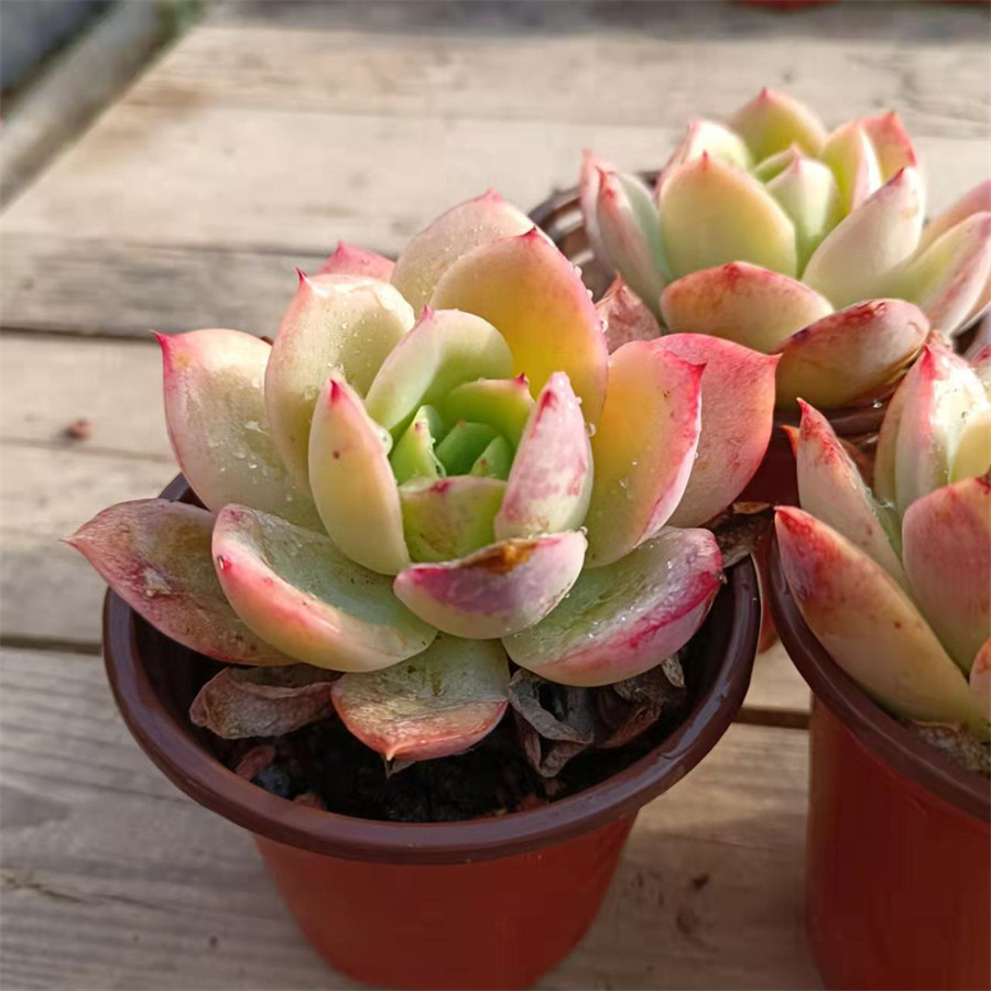 江苏基地直发粉红贝拉9cm盆多肉植物组合套餐室内花卉植物盆栽