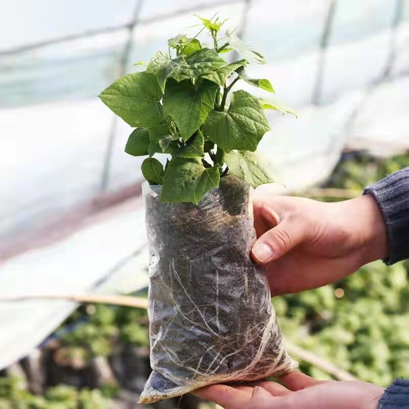 佛手瓜种籽种苗原土发货佛手瓜苗种植龙须菜盆栽苗子绿植种苗种子