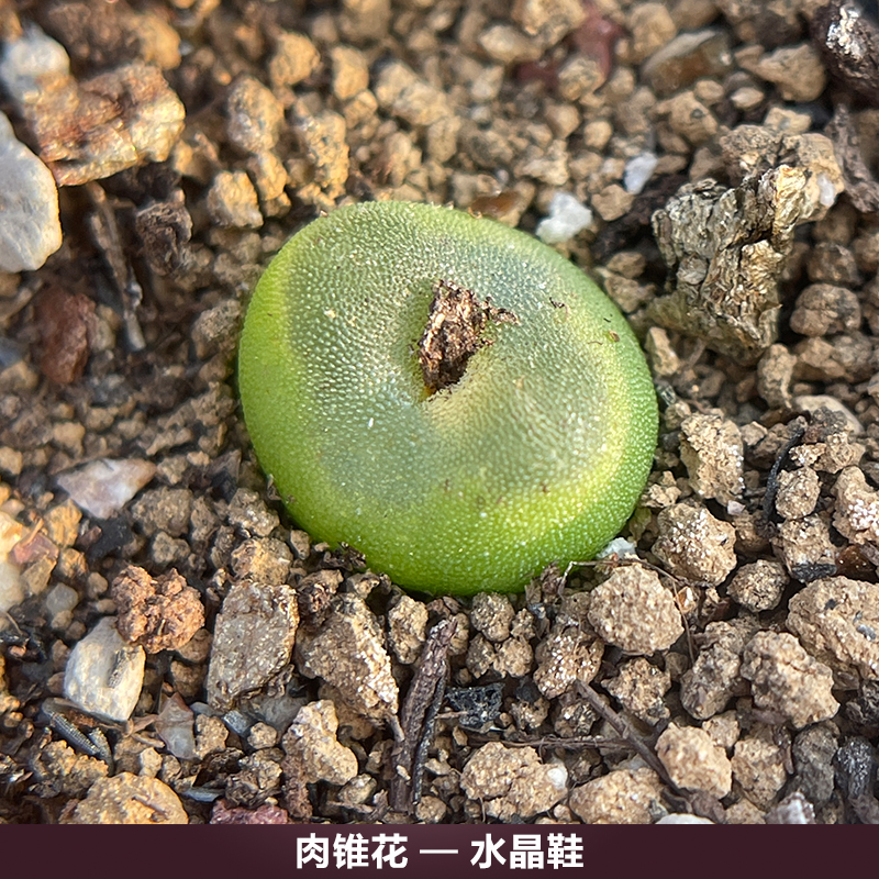 【水晶鞋】肉锥花