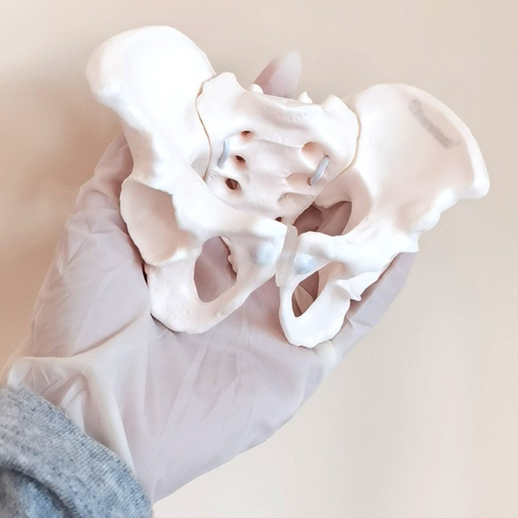 产后康复可活动骨盆小模型骶骨髋骨女性可弯曲骨骼盆底肌关节教具