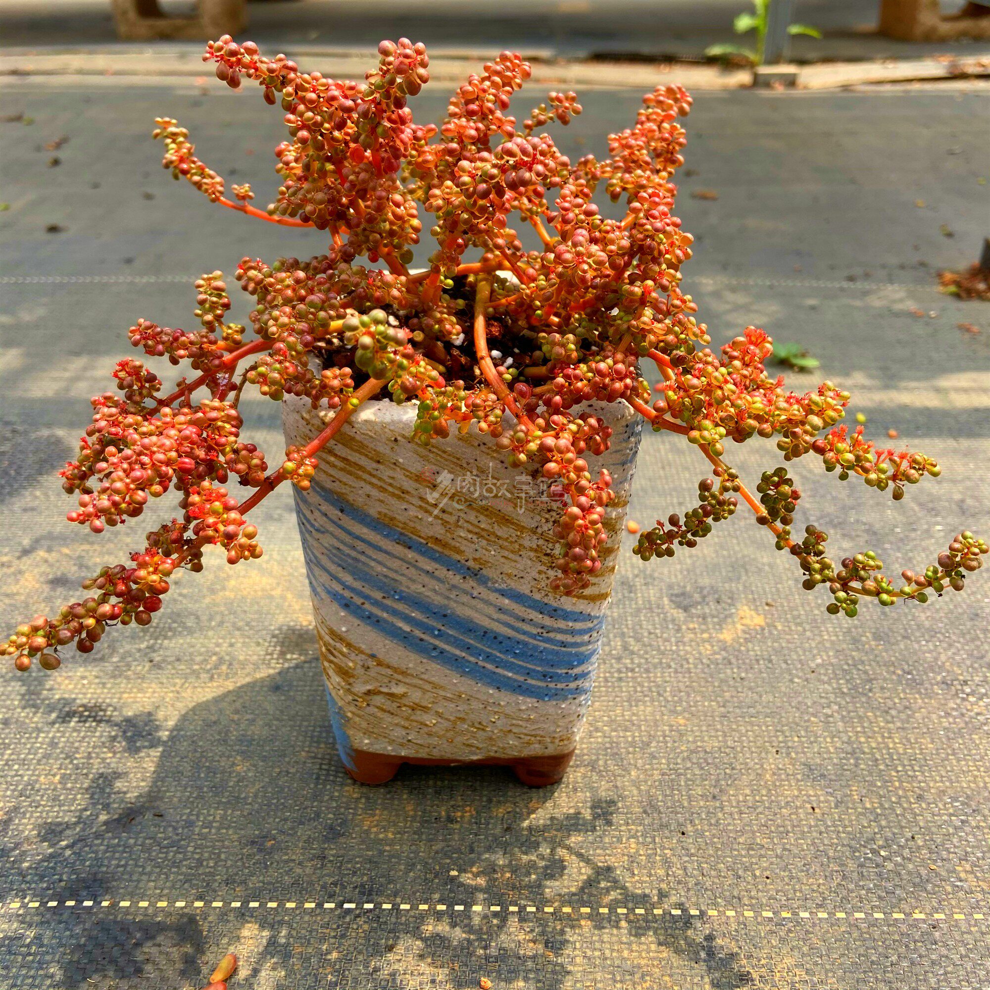 露镜多肉多头稀少植物贵货稀罕品种含盆土防辐射花卉绿植盆栽