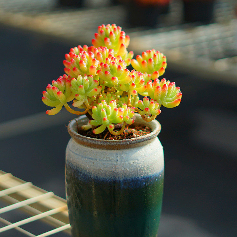 多肉植物果冻乙女心大盆 颜色品相无敌非常漂亮室外阳台庭院盆栽