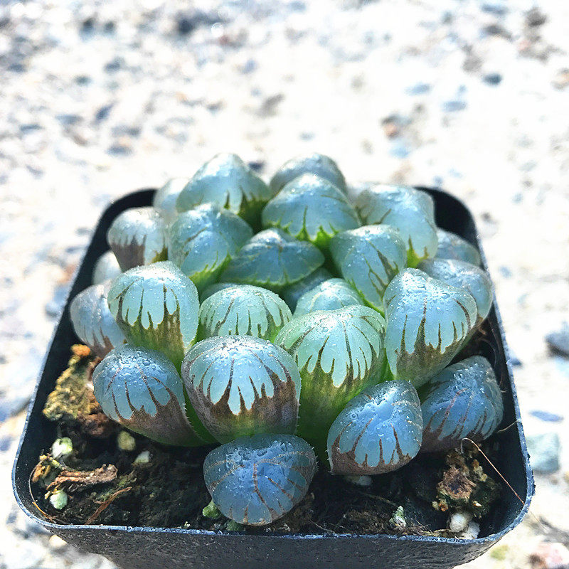 多肉植物十二卷潘氏龙珠玉露满额包邮多肉故事馆品种盆栽