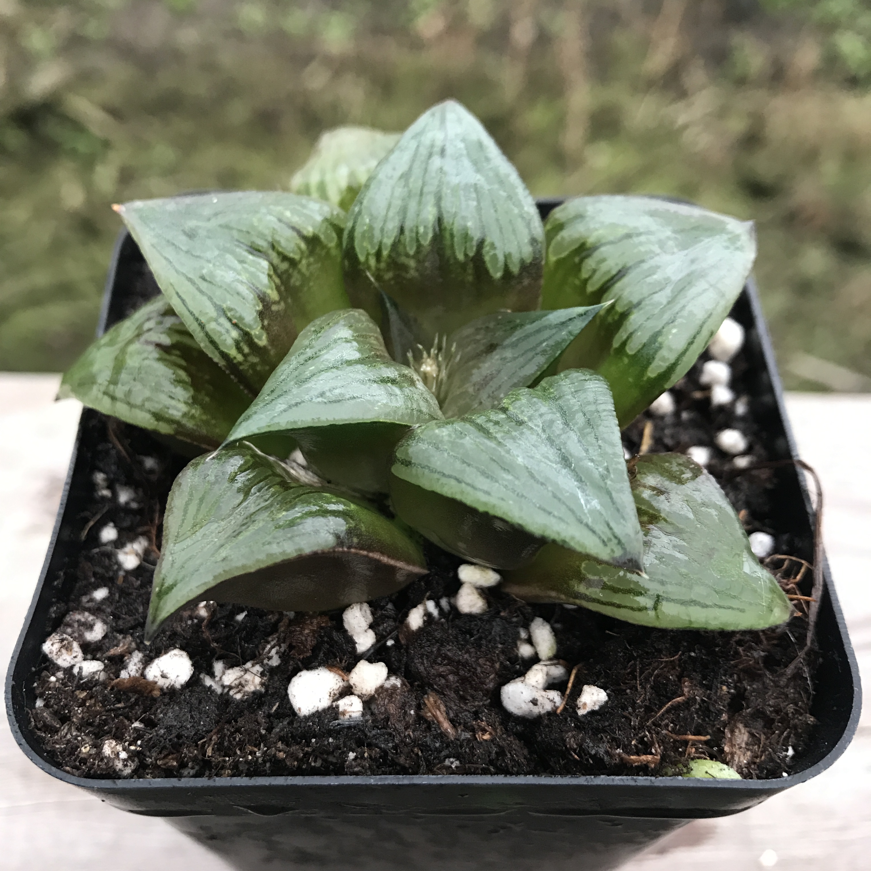 多肉故事馆多肉植物红纹寿带盆栽好奇趣进口品种多肉盆栽