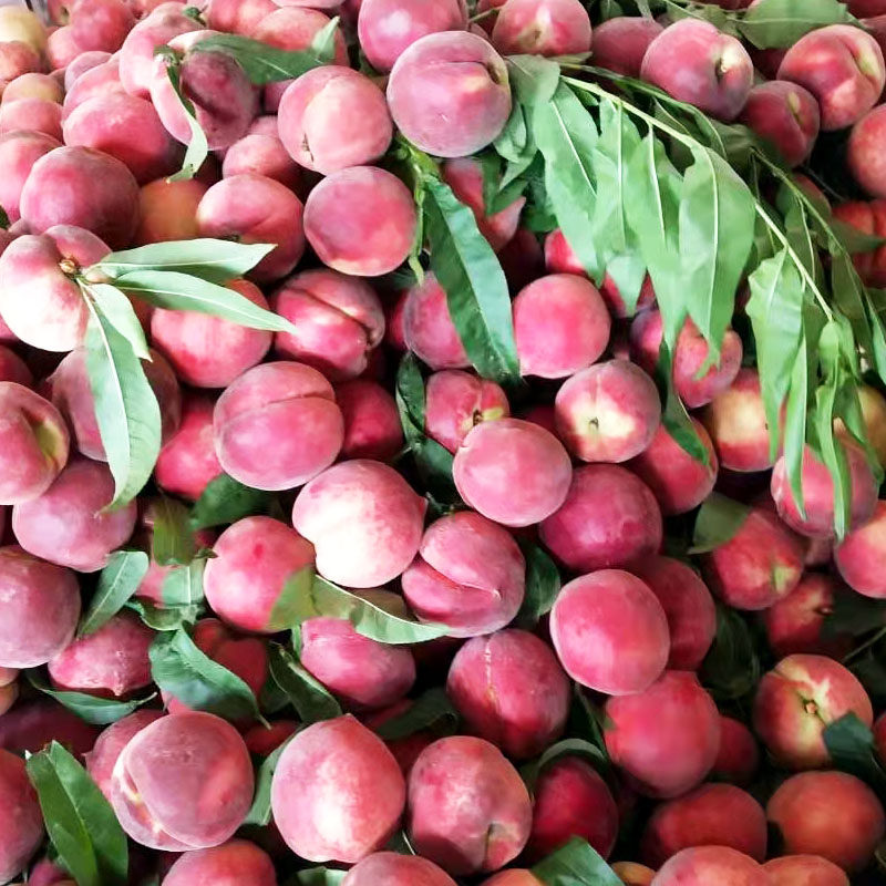 四川桃子新鲜水果小毛桃5斤脆应季当季整箱脆甜软桃非油桃水蜜桃