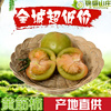 普罗旺斯黄筋西红柿生吃酸甜绿腚柿子草莓柿子黄金柿新鲜番茄包邮 普罗旺斯黄筋西红柿生吃酸甜绿腚柿子草莓柿子黄金柿新鲜番茄包邮