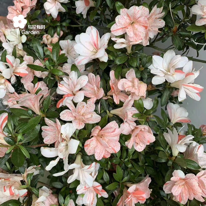 御穗之舞日本东洋皋月杜鹃盆栽苗夏季单瓣中型一树多色绿植阳台