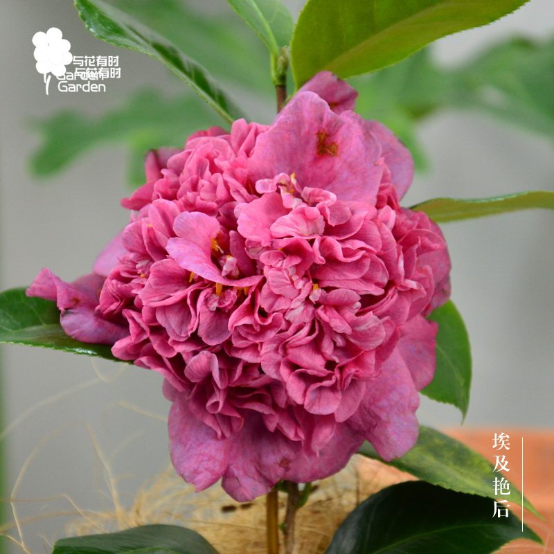 茶花黛比新西兰冠军山盆栽小苗粉紫稀有绿植庭院阳台易成活成活好养