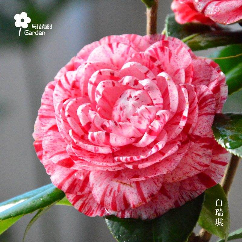 茶花黛比新西兰冠军山盆栽小苗粉紫稀有绿植庭院阳台易成活成活好养