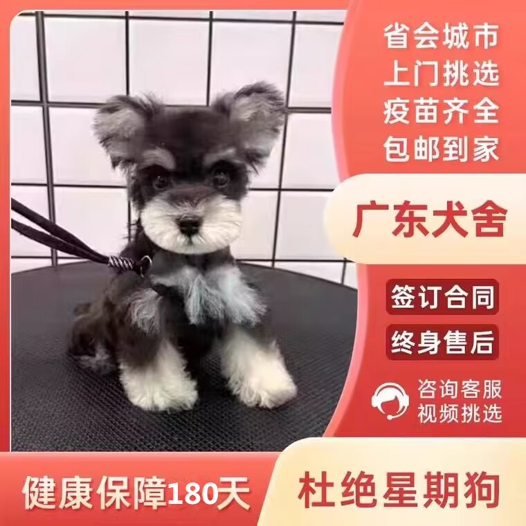 【广州犬舍】纯种雪纳瑞幼犬狗狗迷你型活狗小体犬椒盐色宠物狗狗