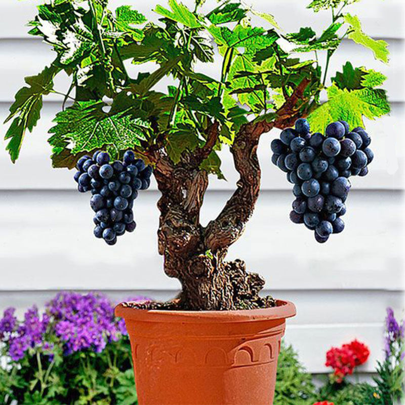 巨丰葡萄苗树苗当年结果 南方种植北方苗子室内阳台四季盆栽秧苗