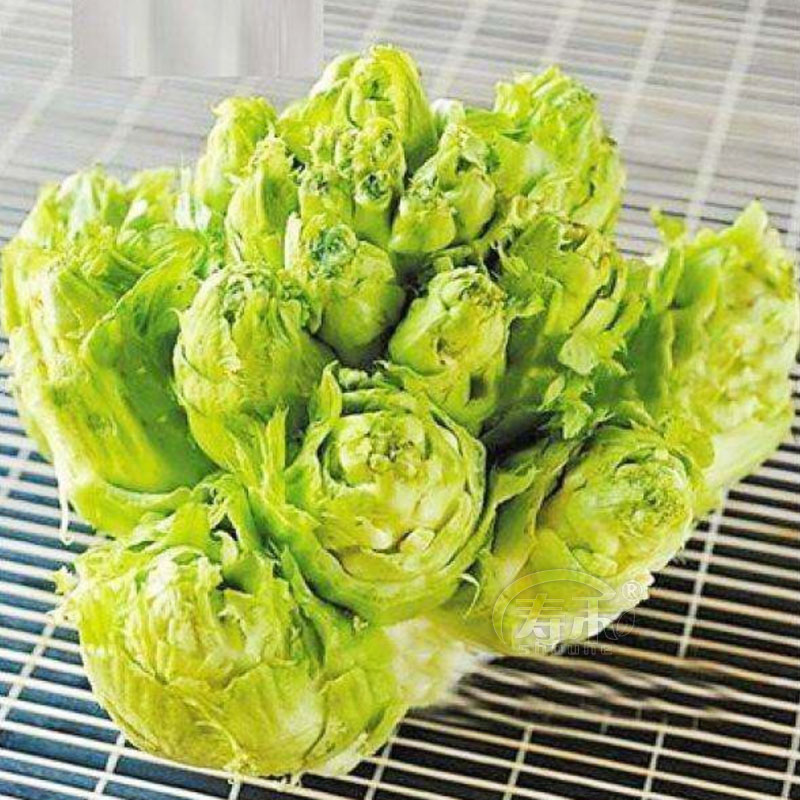 蔬菜种子母子娃娃菜抱子芥菜脆嫩胖儿菜种子腌制特色