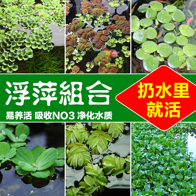 浮萍水草组合 红绿毛丹肚兜萍 水芙蓉槐叶萍兔耳萍珊瑚萍造景鱼缸