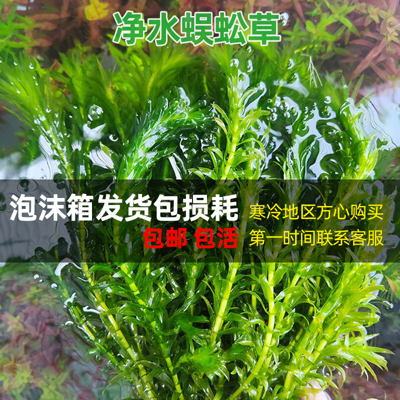 净水蜈蚣草鱼缸造景新手级易养水草增氧淡水活体净水植物前中后景