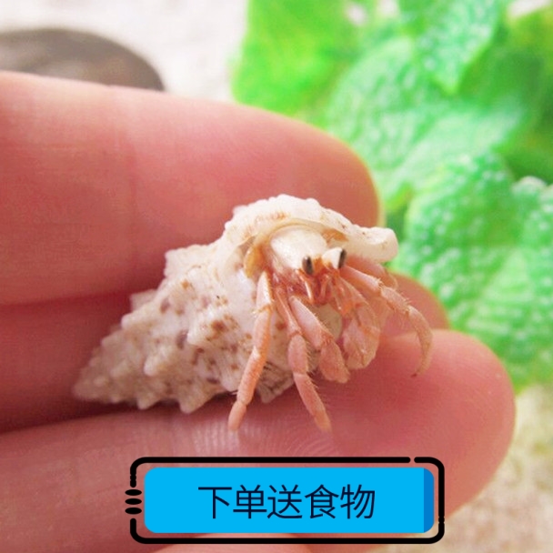 陆地淡水寄居蟹活体迷你螃蟹宠物蟹观赏蟹爬宠微宠物1-6cm粉色|ruв категории животное/Животное питание и принадлежностей, аквариум мира, краб - от Buy2taobao.com для оказания профессиональной услуги покупки агента Taobao