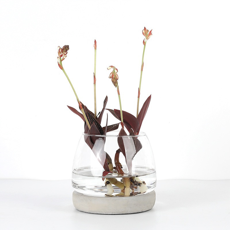 新款创意水培玻璃圆形花瓶水泥底混搭草菇型水培植物透明花器鱼缸